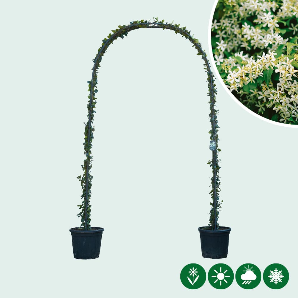 Sternjasmin Bogenform