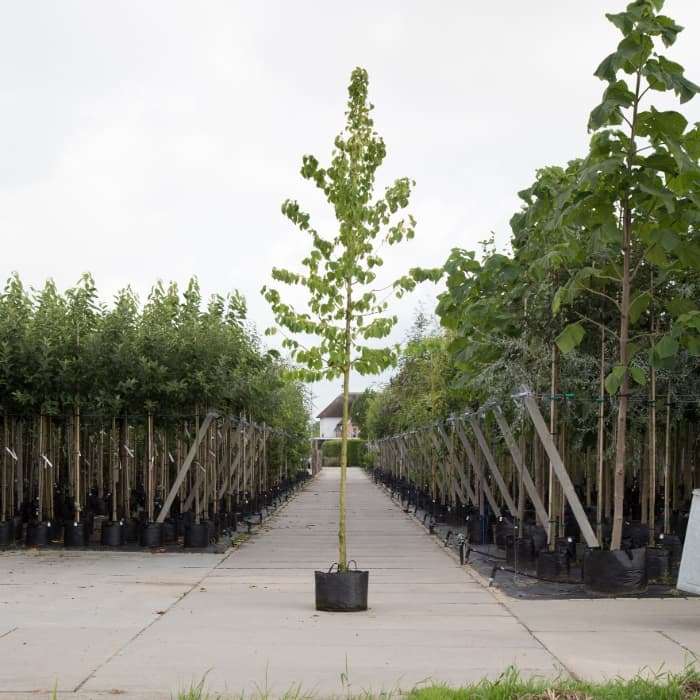 Baum-Hasel