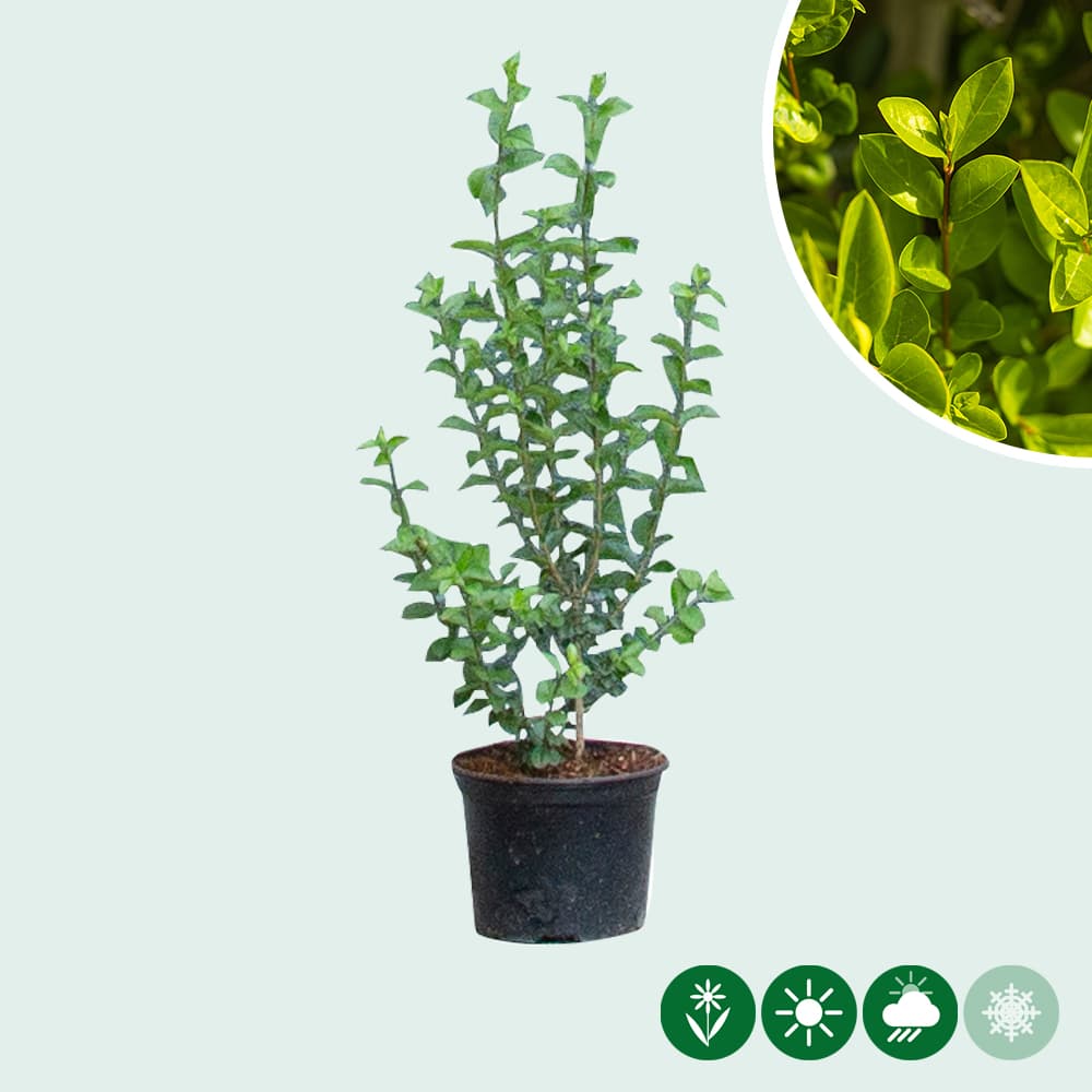 Ligusterhecke 40 cm