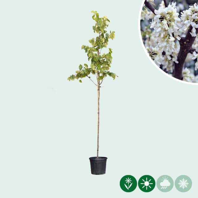 Judasbaum 'Texas White'