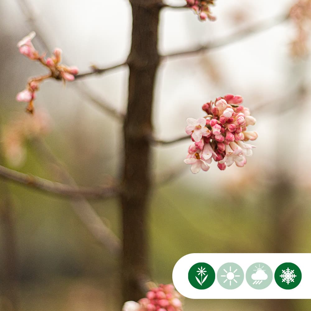 Schneeball kegelförmig