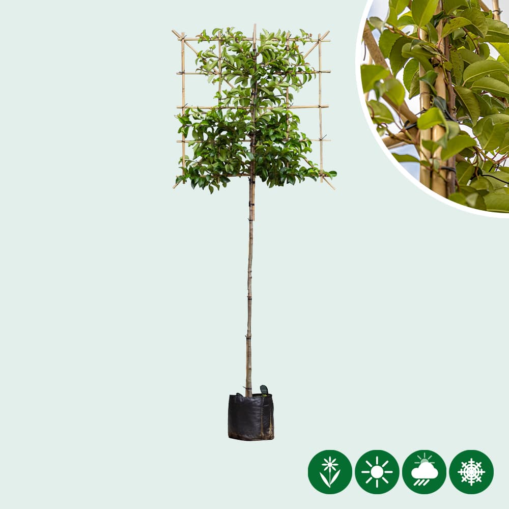 Portugiesischer Lorbeer Tico als Spalierbaum