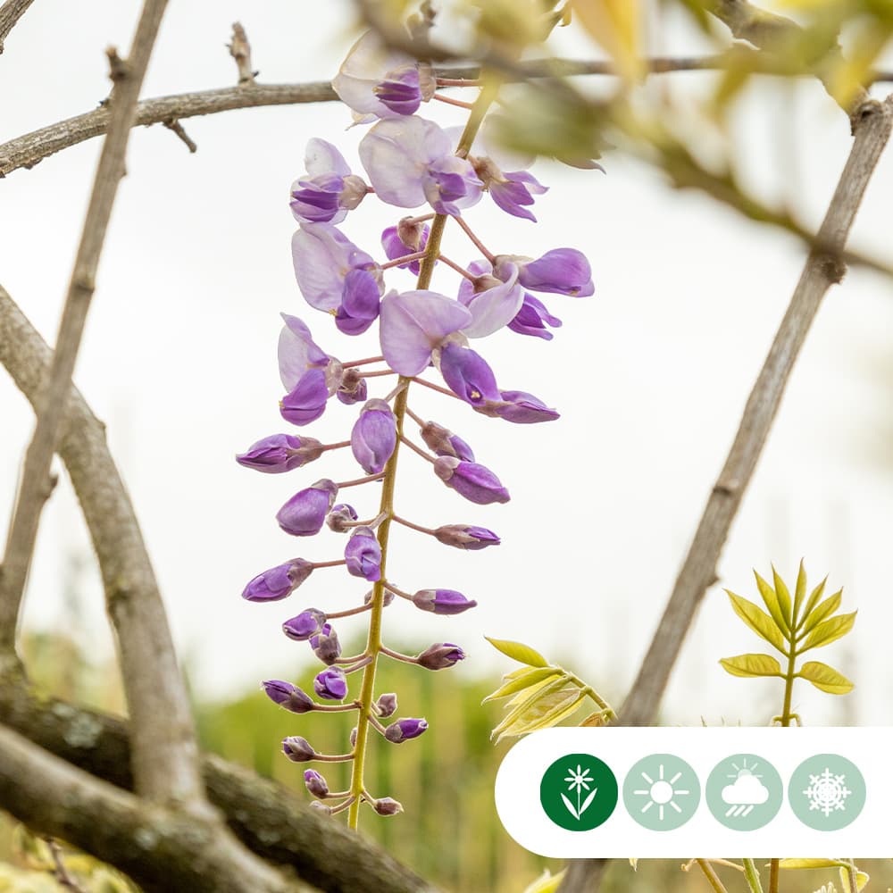 Blauregen als Spalier