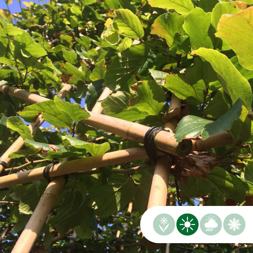 Rotbuche als Spalier