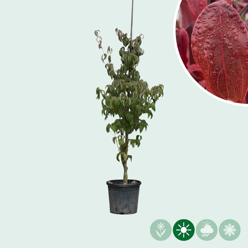 Cornus kousa 2