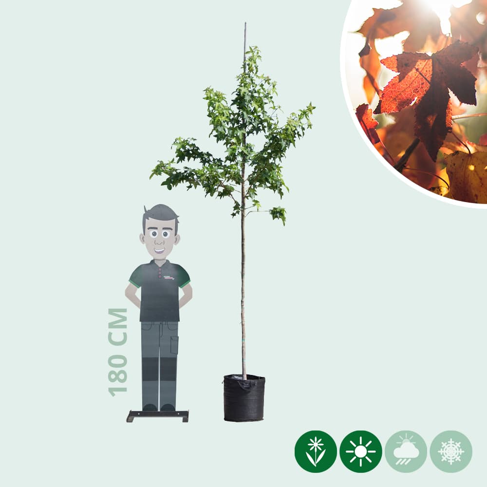 Amberbaum
