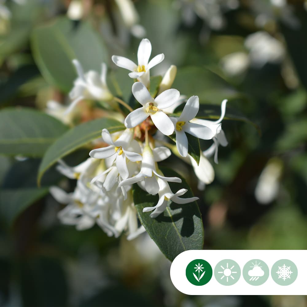 Stachelblättrige Duftblüte