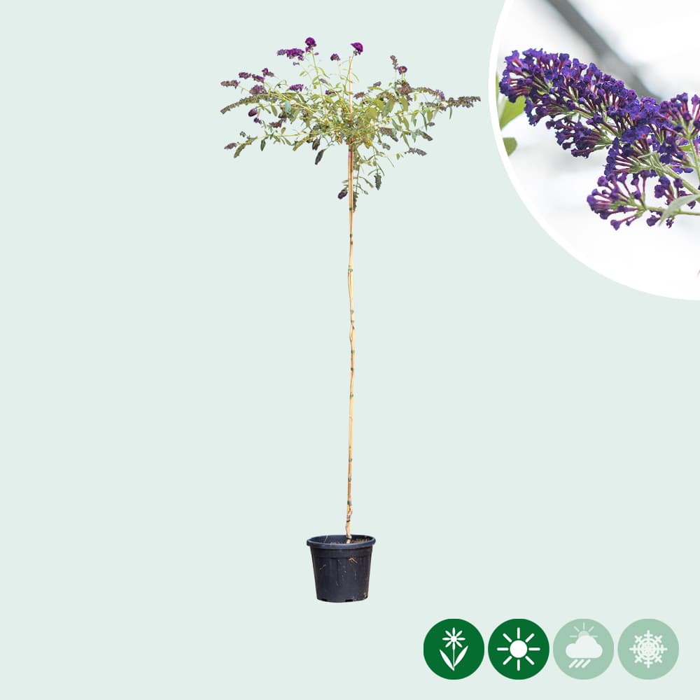 Schmetterlingsstrauch 'Black Knight' Hochstamm