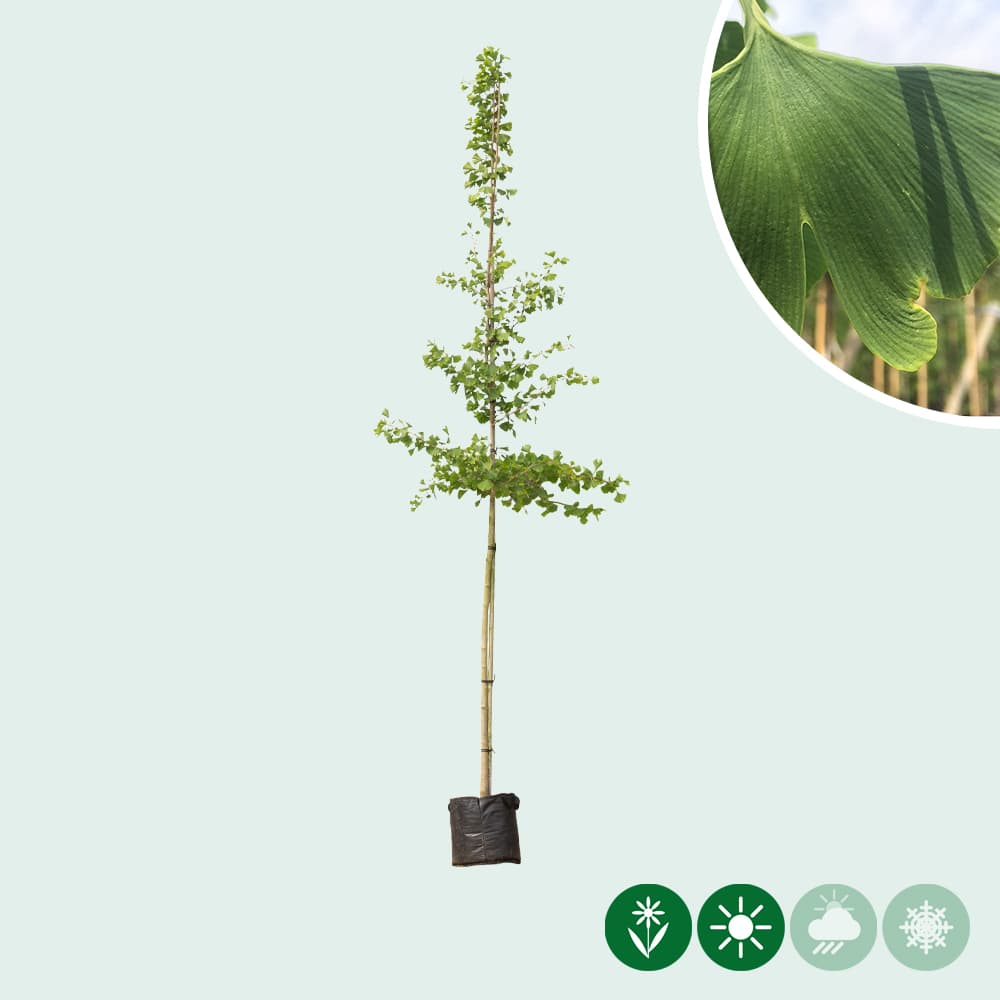 Japanischer Nussbaum