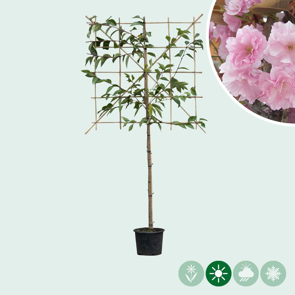 Japanische Zierkirsche als Spalier 120 cm