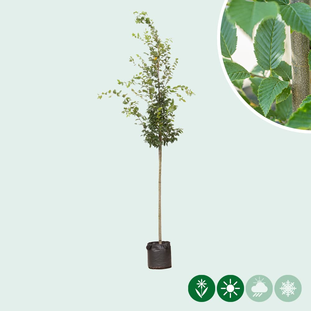 Hainbuche baum