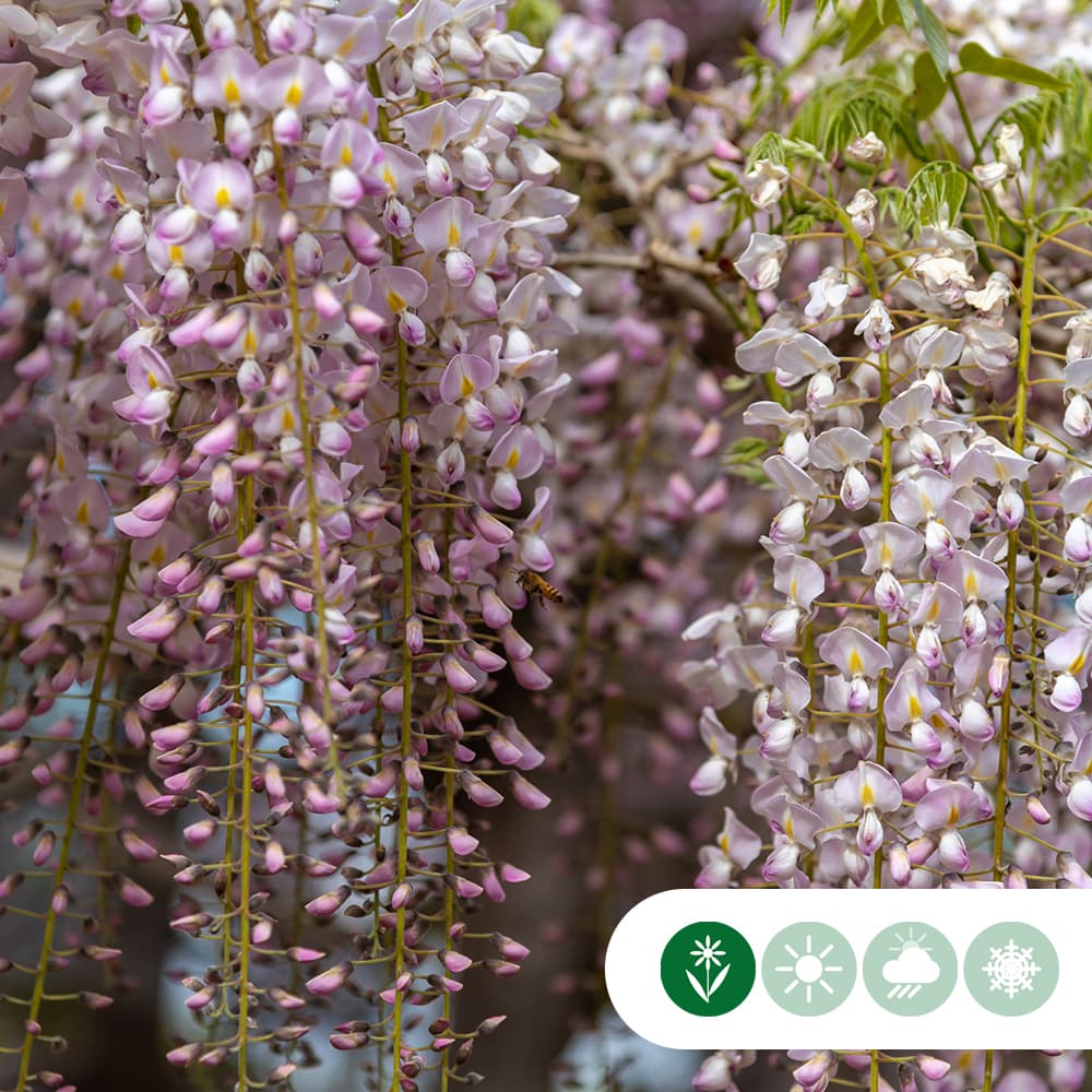 Rosaregen Rosea Bogenform