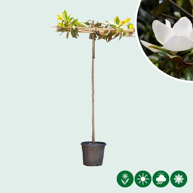 Magnolia grandiflora quadratisch Dach