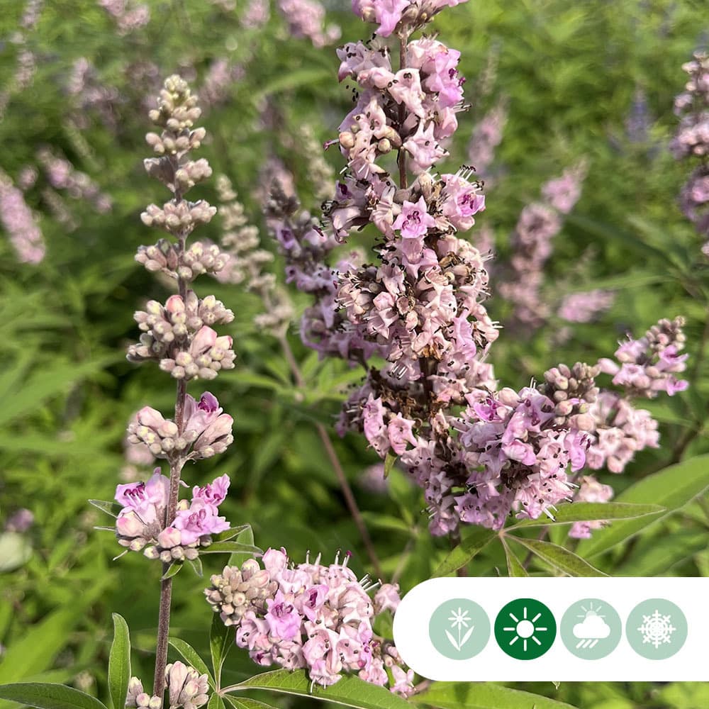 Mönchspfeffer 'Pink Pinnacle' Mehrstämmig