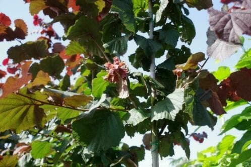 Rote Haselnuss