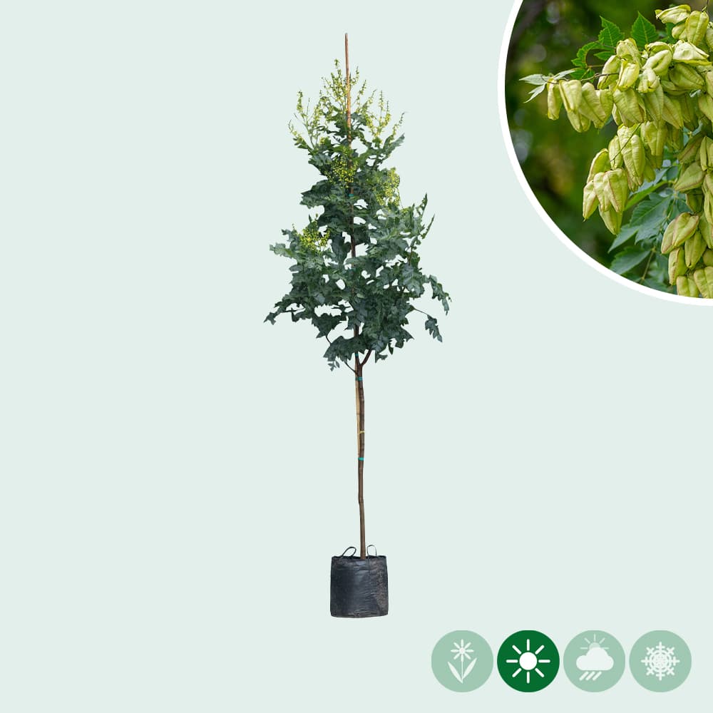 Chinesischer Lackbaum