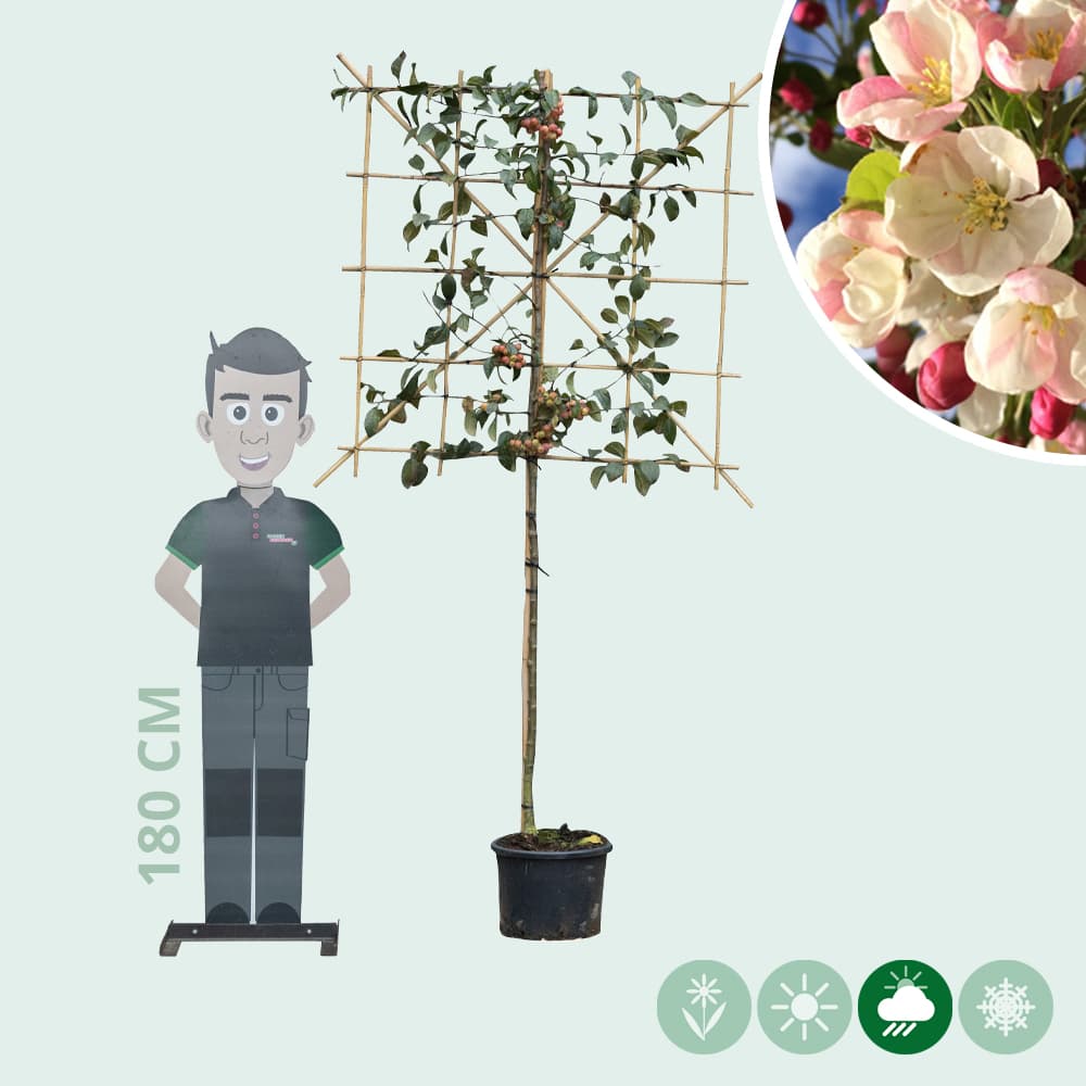Zierapfel als Spalier 120 cm