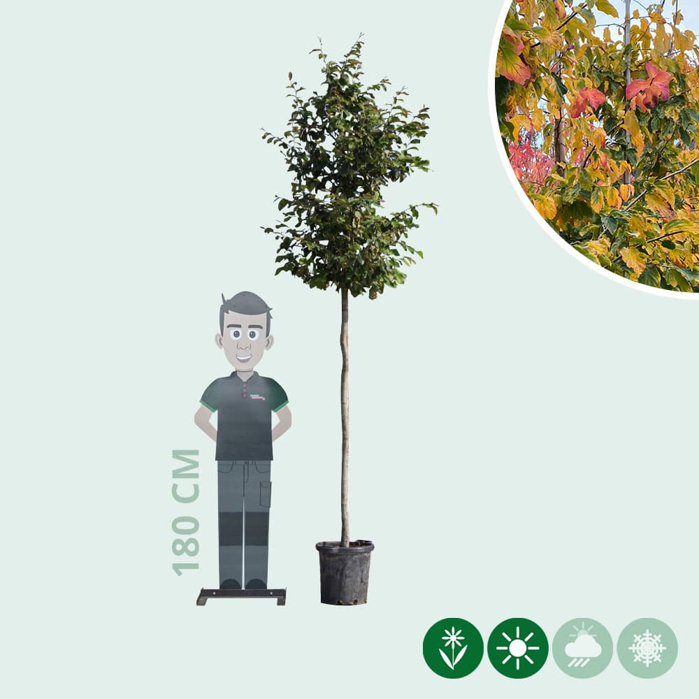 Eisenholzbaum
