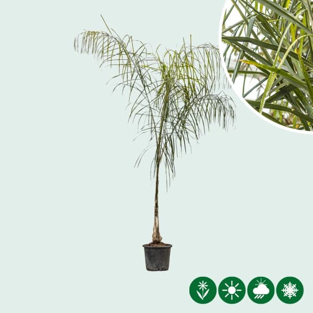 Königinpalme