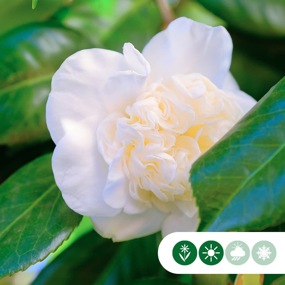 Camellia 'Snowball' Hochstamm