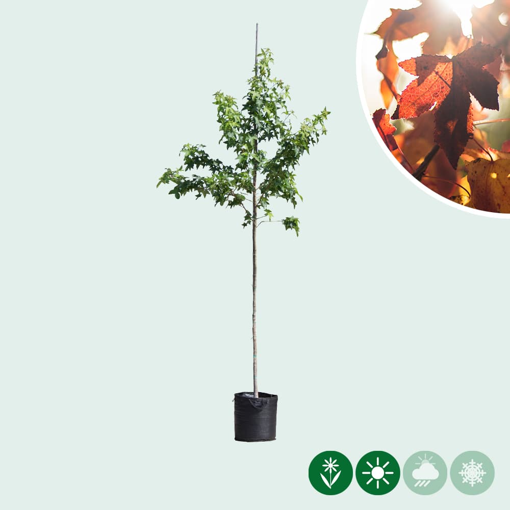 Amberbaum