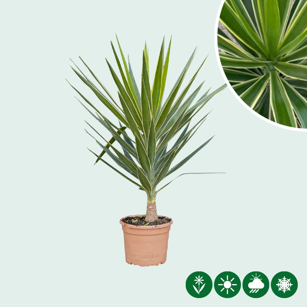 Palmlilie Yucca elephantipes Puck