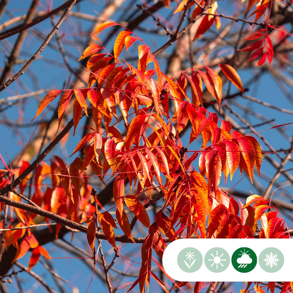 Chinesische Pistazie hochstamm