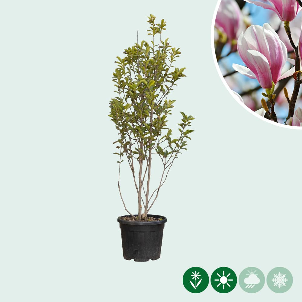 Magnolie 'Soulangeana' mehrstämmig