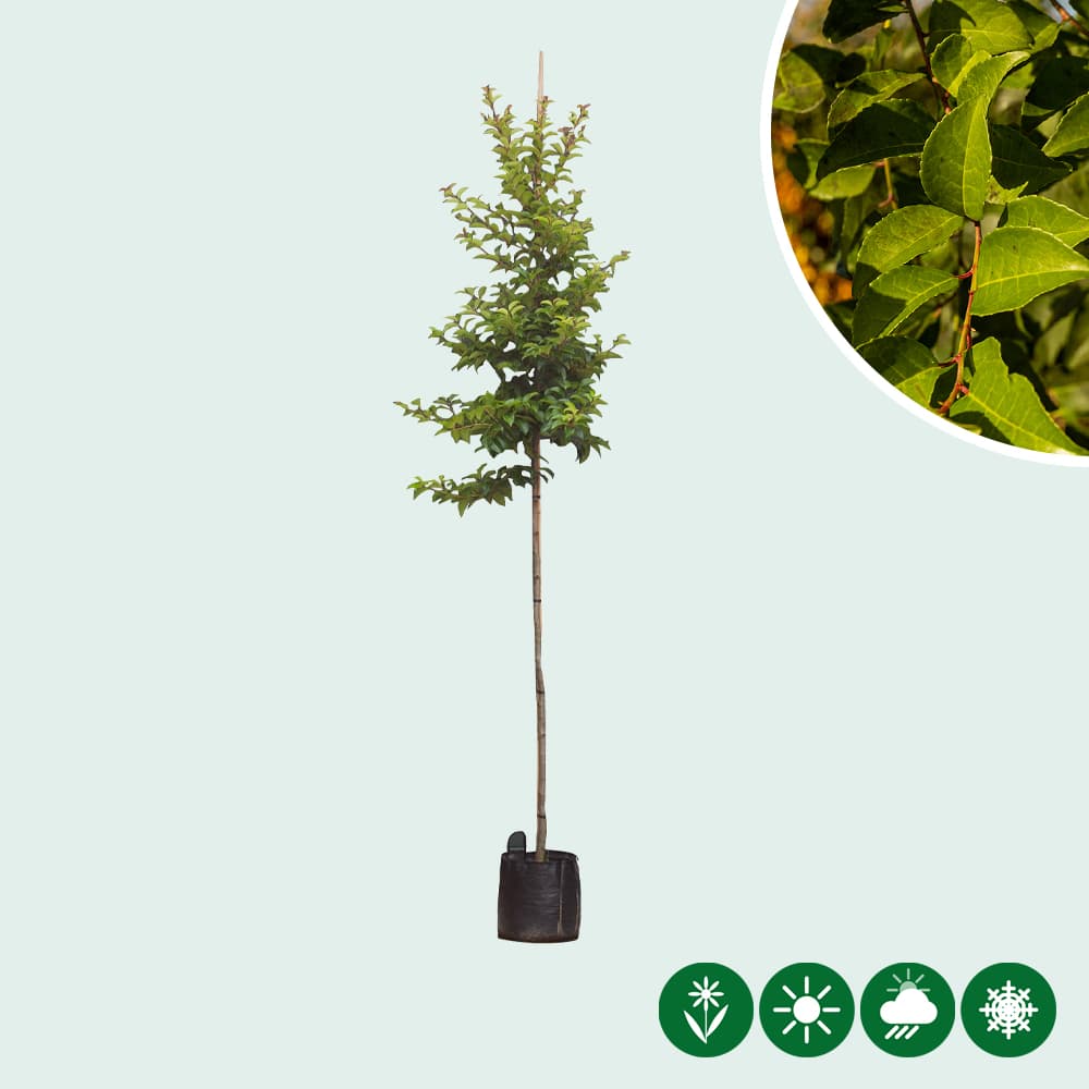 Portugiesischer Lorbeer  'Tico' Hochstamm