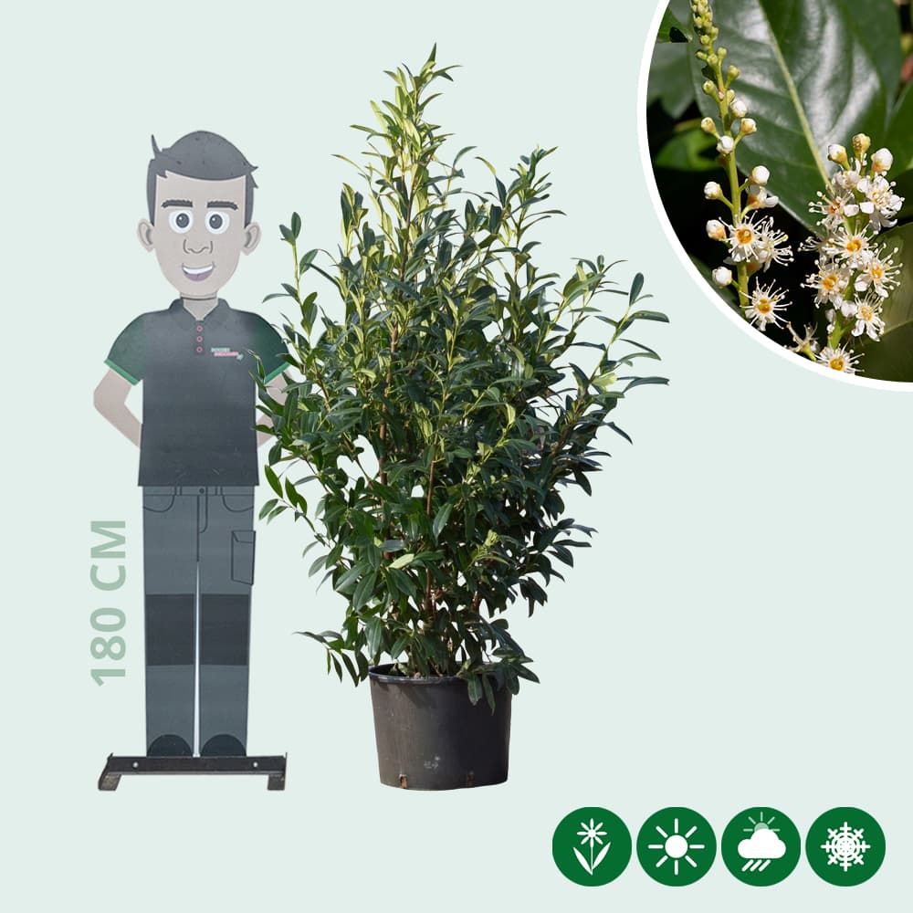 Kirschlorbeerhecke 'Novita'