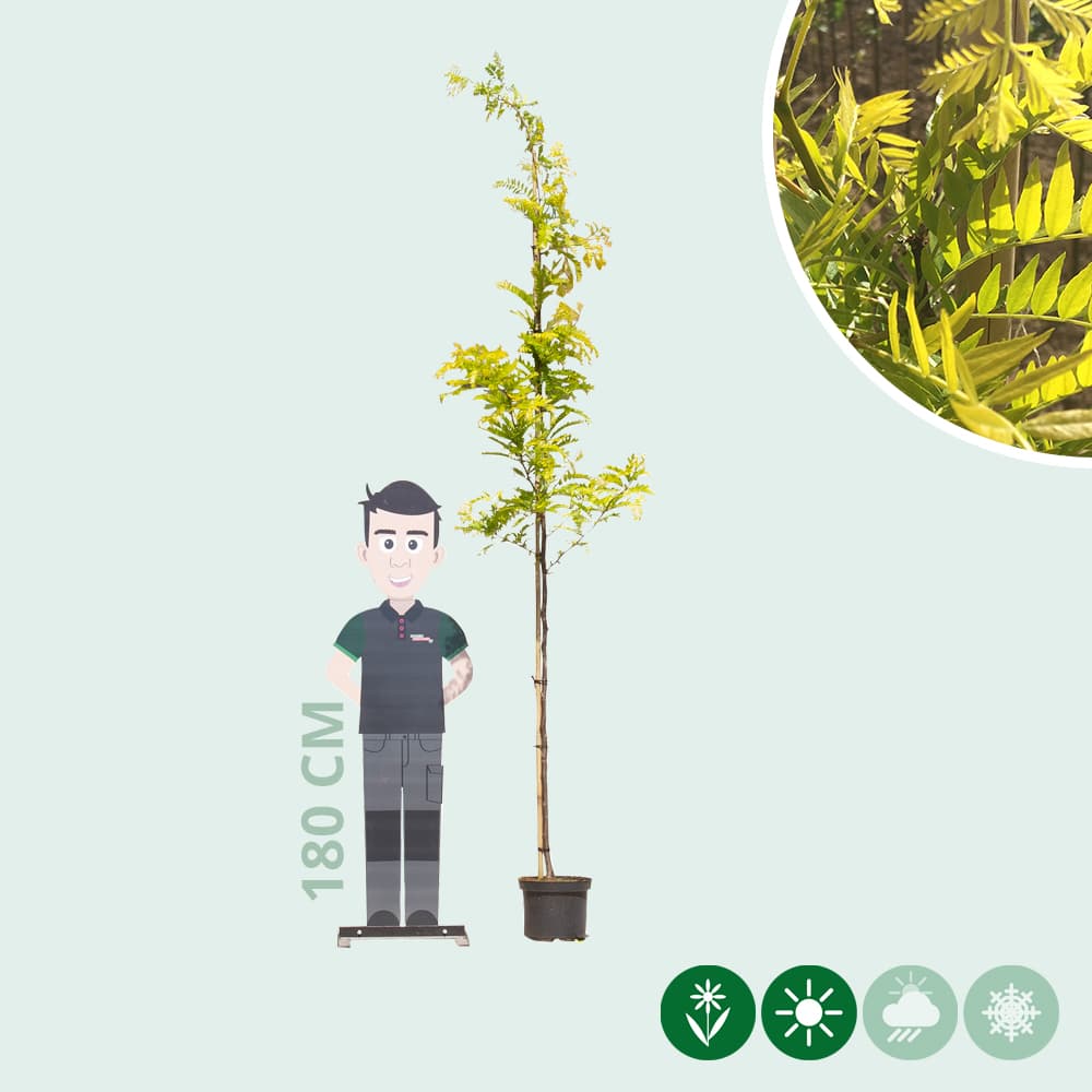 Gelber Dornenloser Lederhülsenbaum
