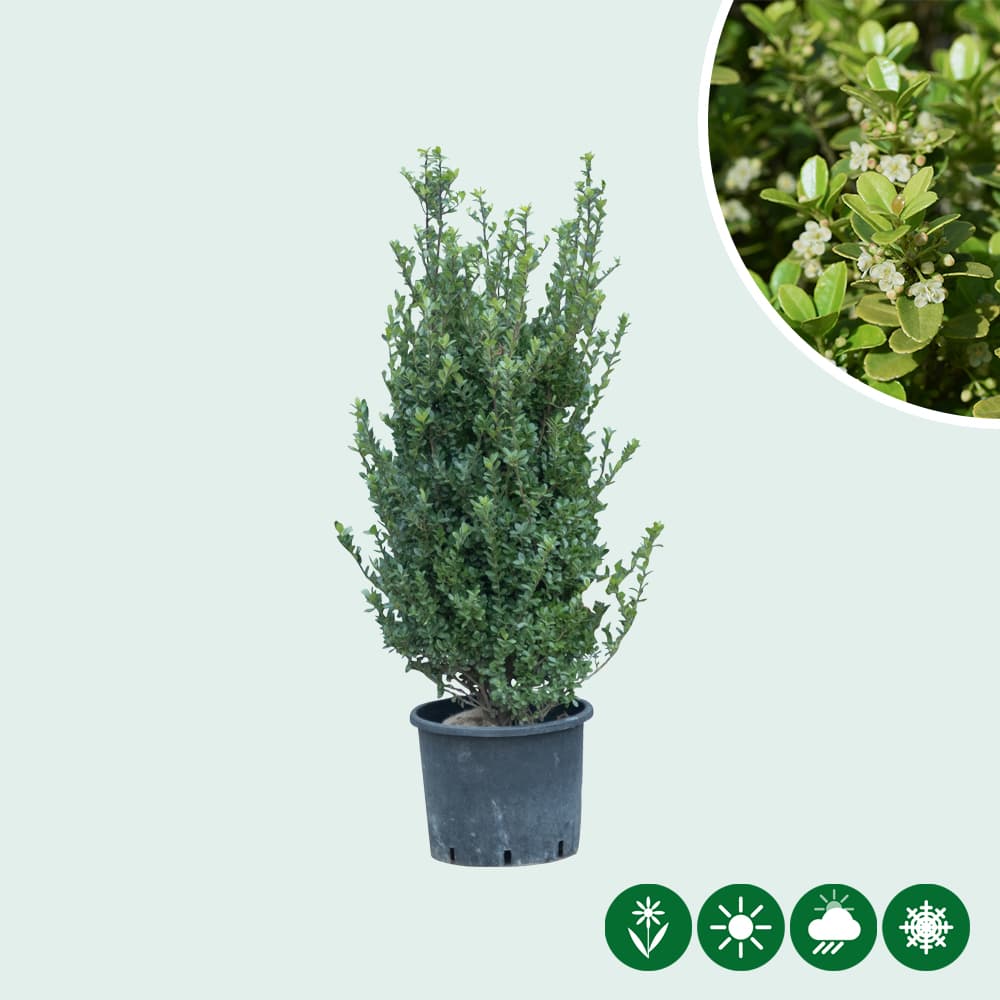 Japanische Stechpalme Hecke 80 cm