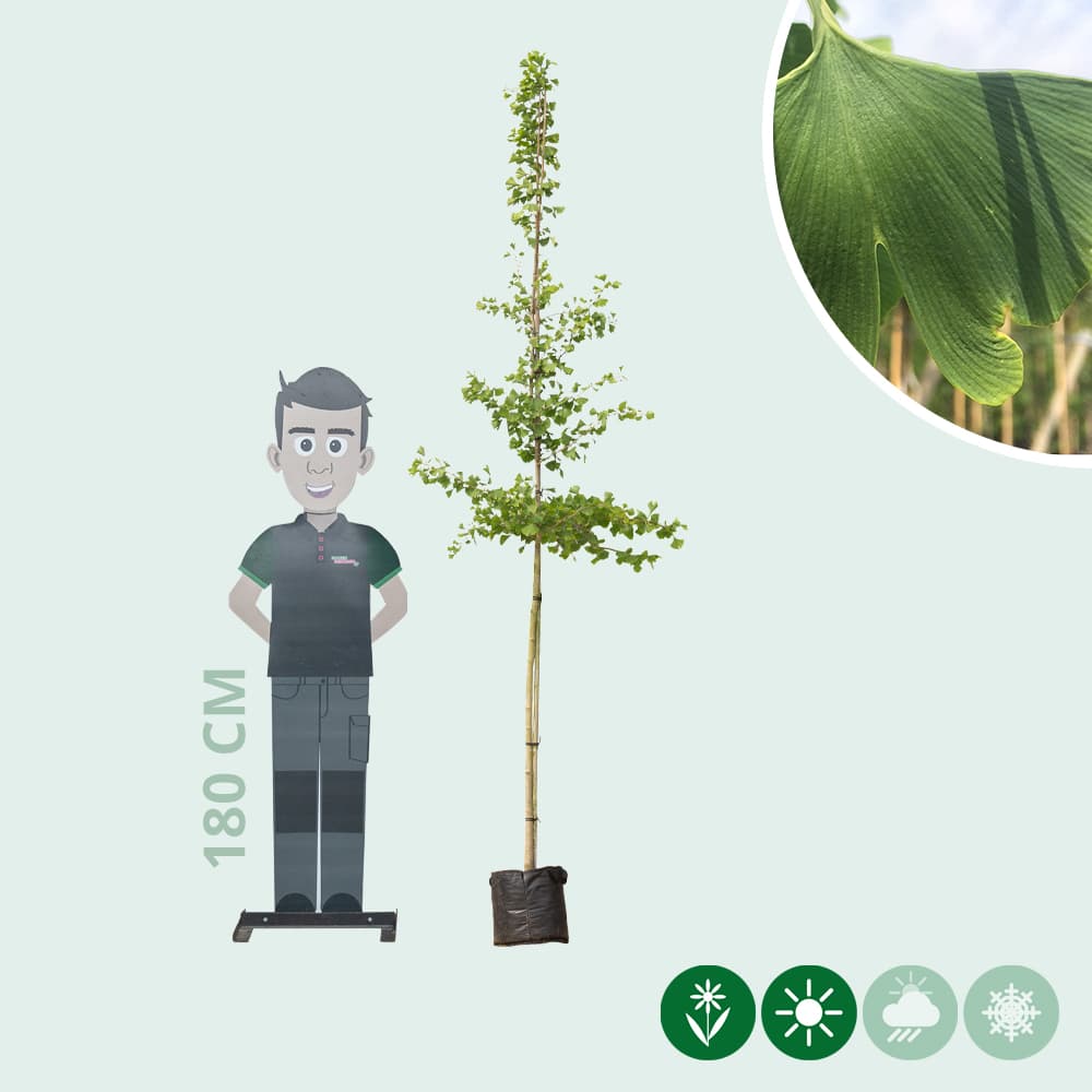 Japanische Nussbaum