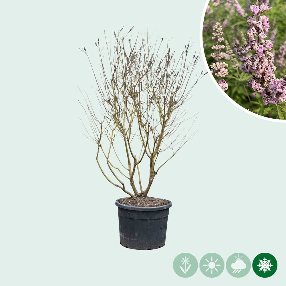 Mönchspfeffer 'Pink Pinnacle' Mehrstämmig