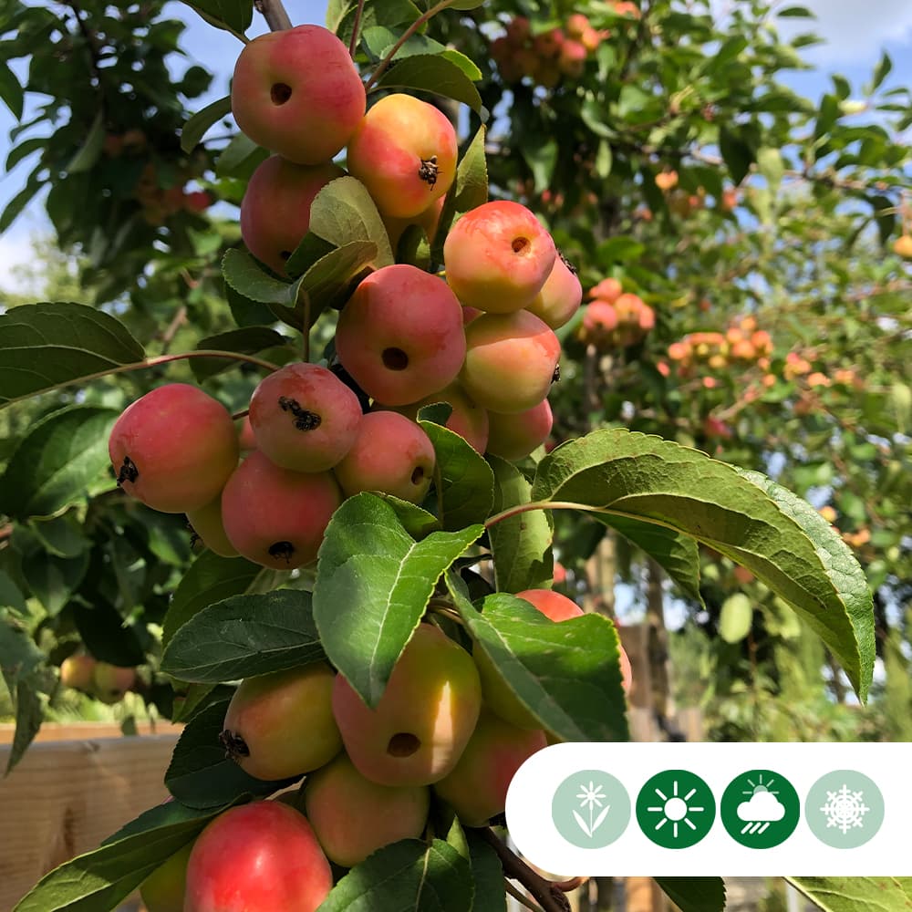 Zierapfel Evereste