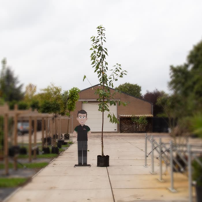 Großer Kirschbaum Prunus a 'Varikse zwarte'