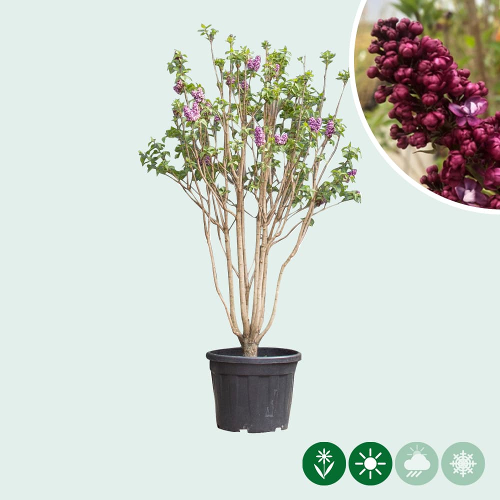 Edelflieder mehrstämmig