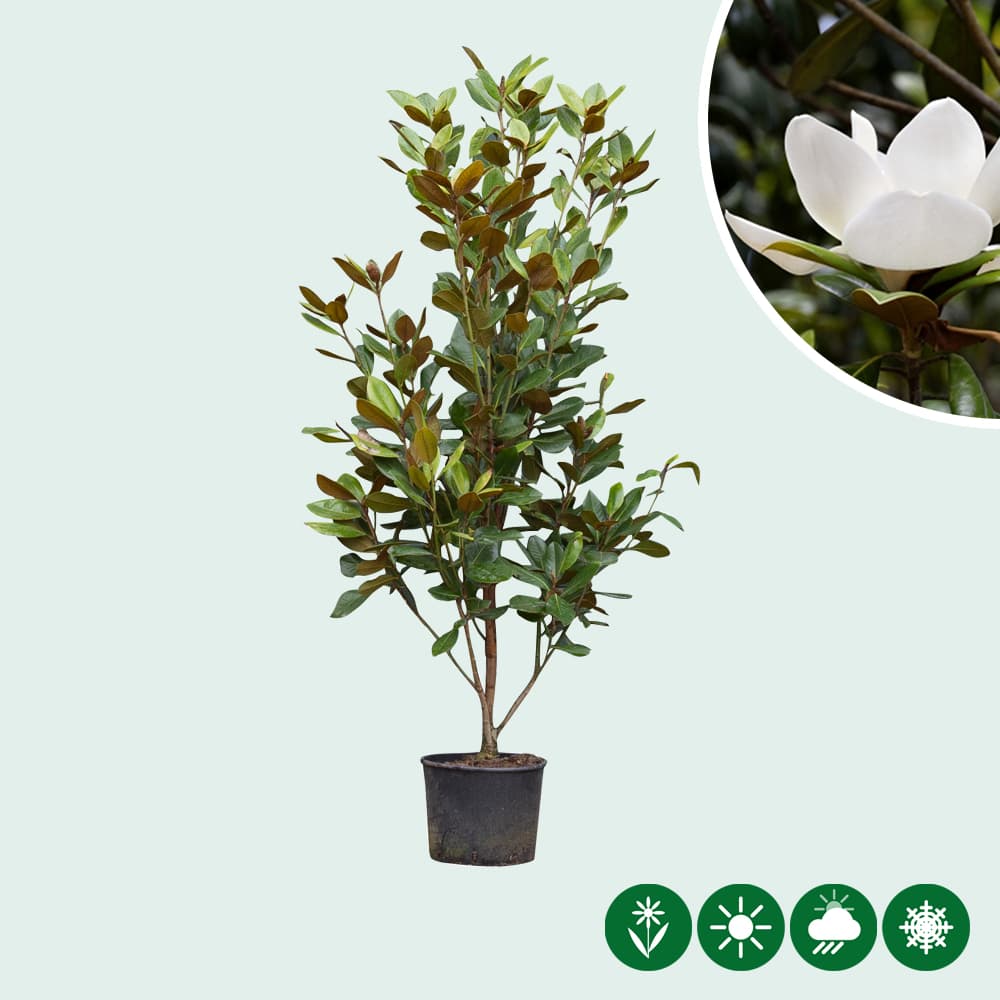 Magnolie Grandiflora Solitär