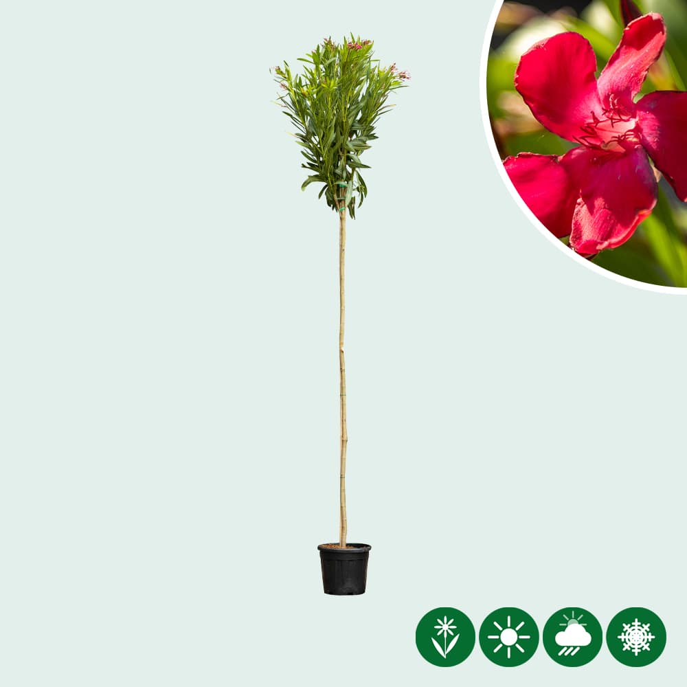Rote oleander Hochstamm
