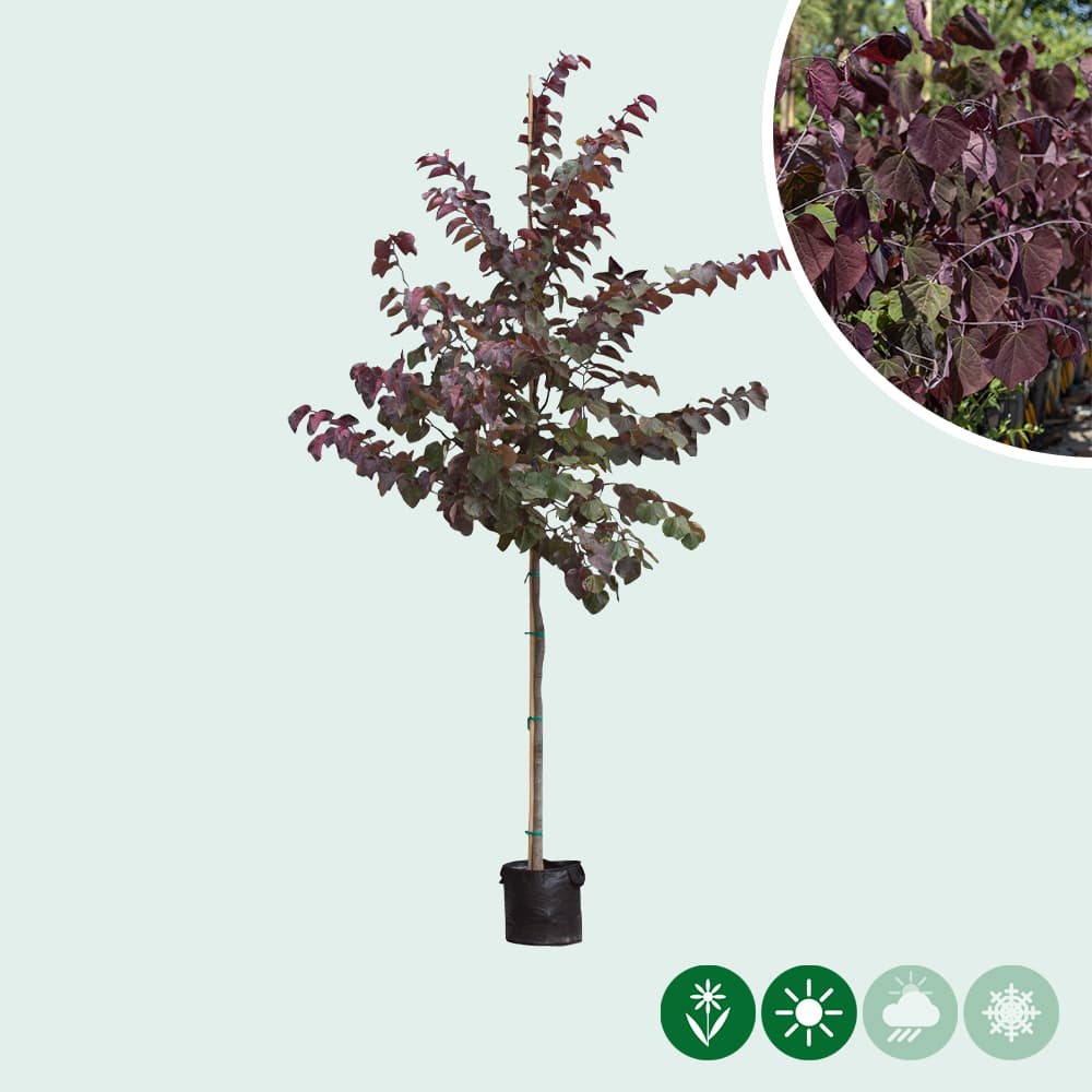 Judasbaum 'Forest Pansy' hochstamm