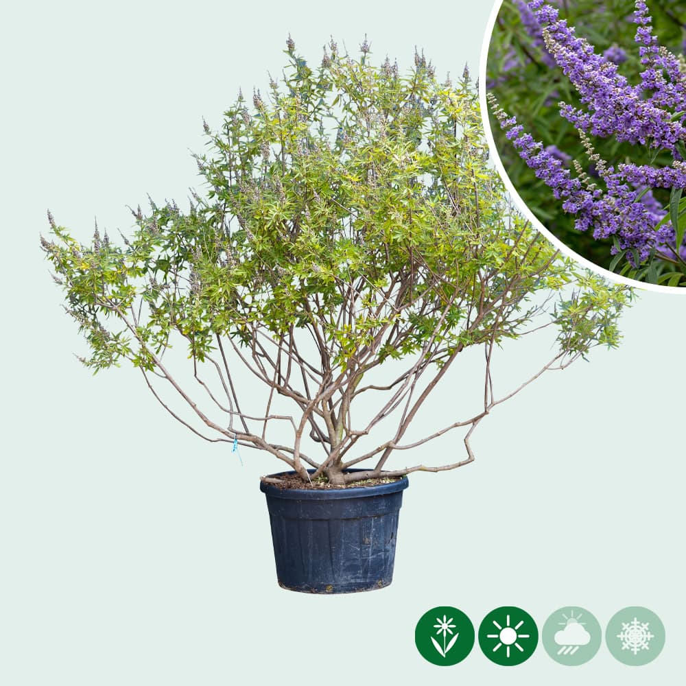 Mönchspfeffer mehrstämmig