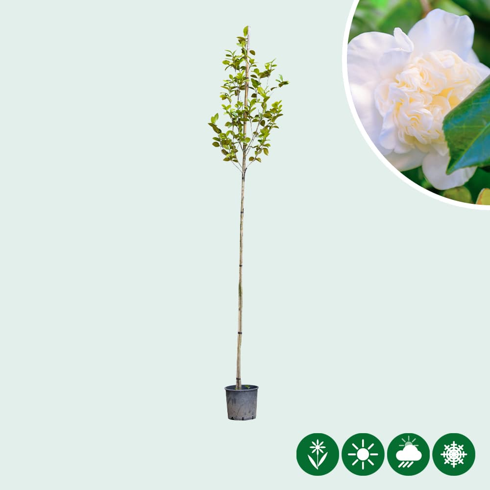 Camellia 'Snowball' Hochstamm