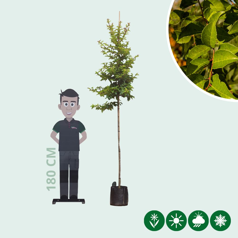 Portugiesischer Lorbeer  'Tico' Hochstamm