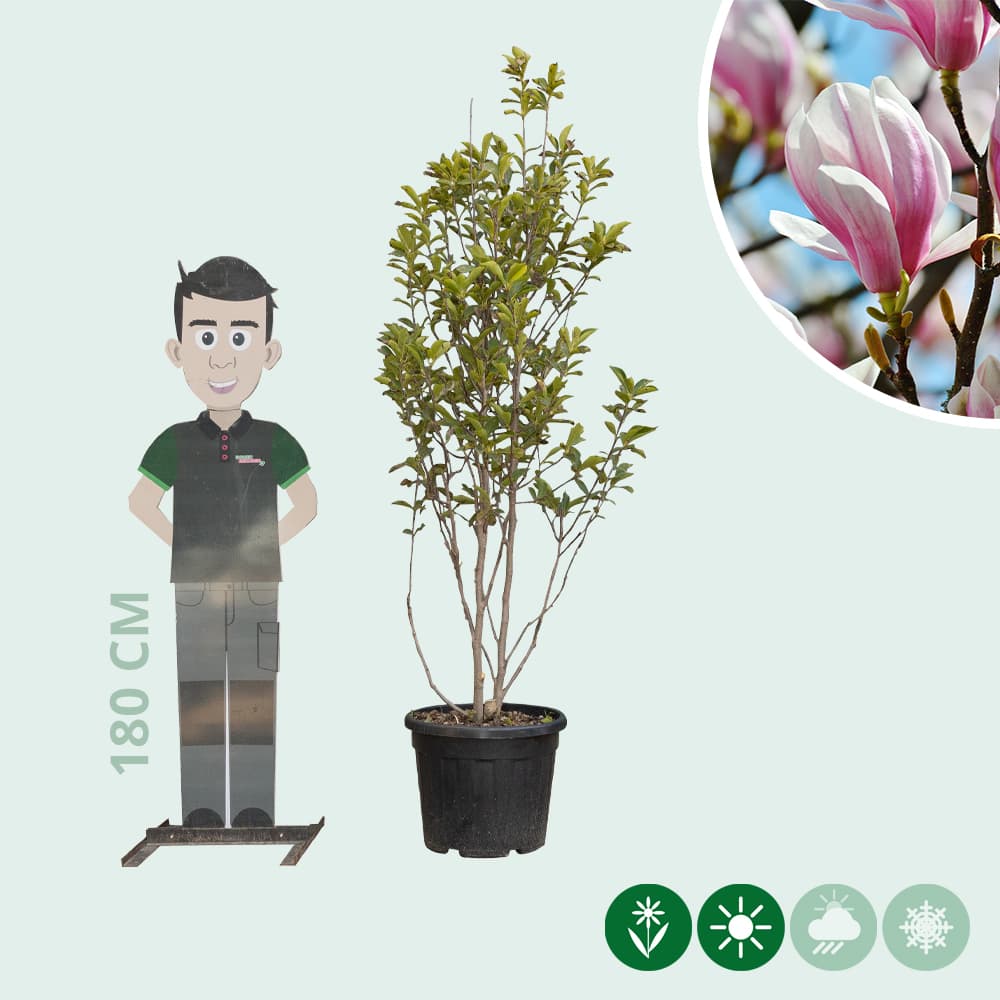 Magnolie 'Soulangeana' mehrstämmig