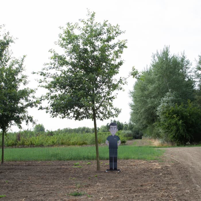 Stieleiche ausgewachsen