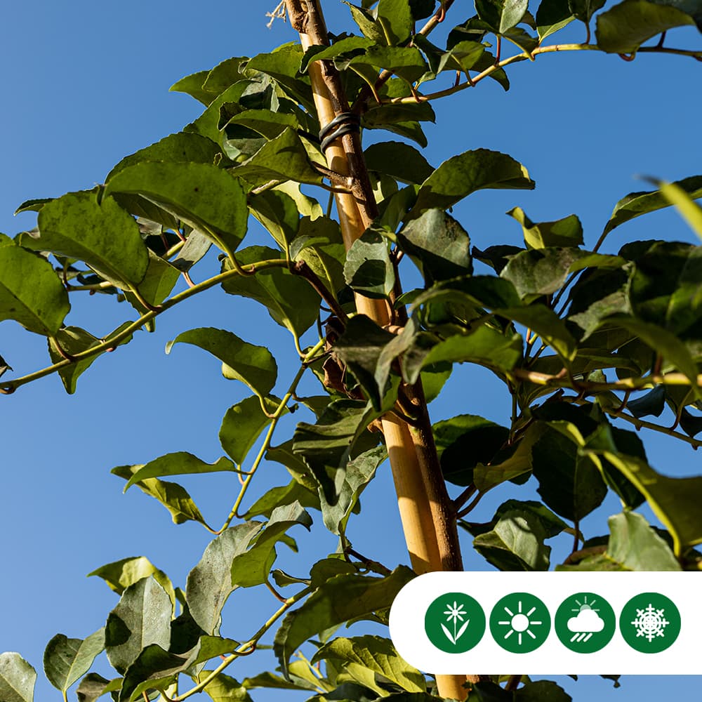 Portugiesischer Lorbeer  'Tico' Hochstamm