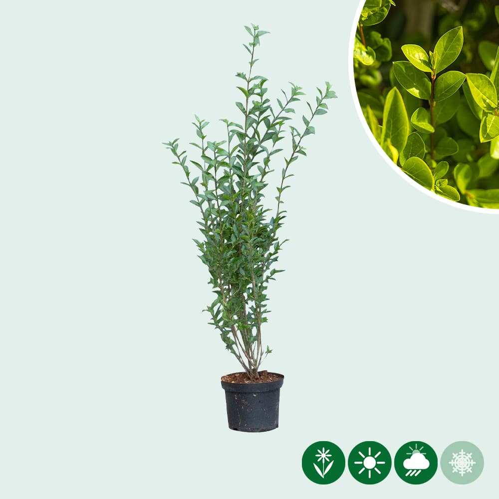 Ligusterhecke 80 cm