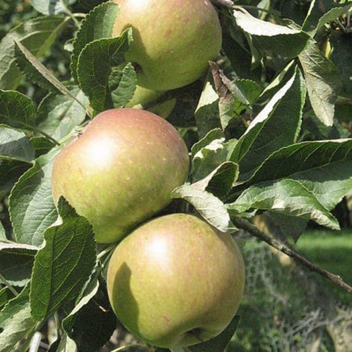 Apfelbaum Malus domestica James Grieve 2