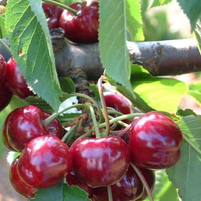 Prunus avium Bigarreau Burlat