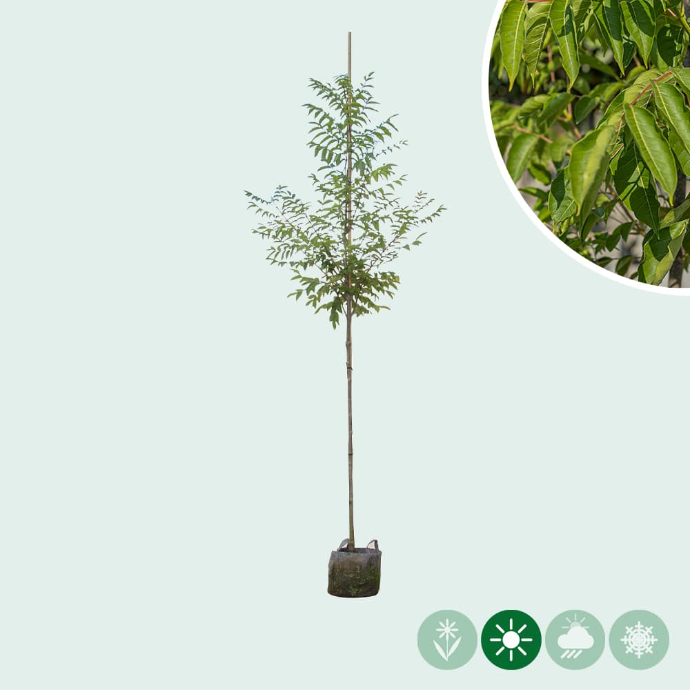 Bienenbaum